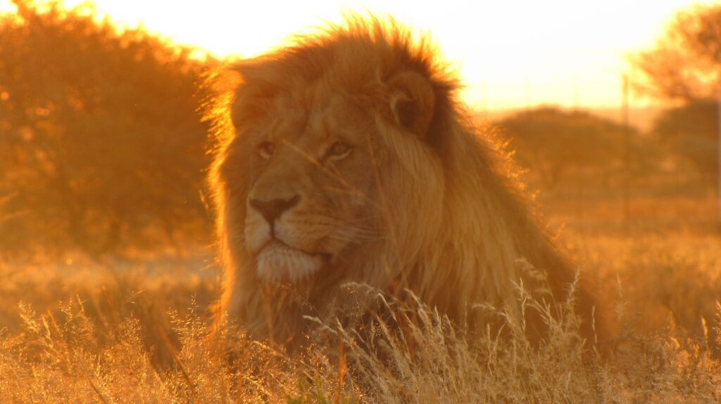 male lion gazing into the distance with golden sunlight washing over him